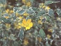 Coming Soon Kerria japonica 'picta'
