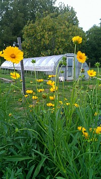 Perennial plants in the greenhouse