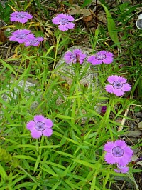 Siberian Blues Dianthus