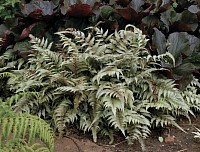 Japanese Painted Fern