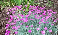 Firewitch Dianthus