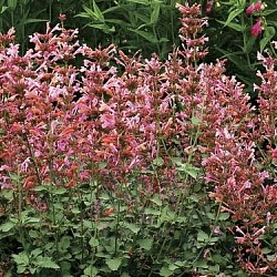 Agastache (Hummingbird Mint)  Ambrosia