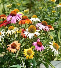 Echinacea 'paradiso mix' Grown from seed this year is difficult to find
