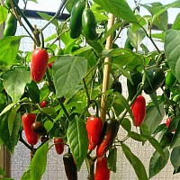 Hot Peppers