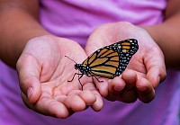 Monarch Butterly