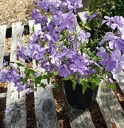 Woodland Phlox