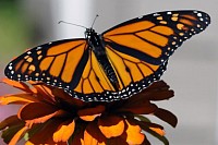 Monarch Butterfly