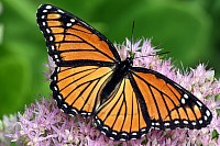 Monarch Butterfly Female