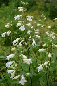 Penstemon digitalis