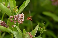 Common milkweed