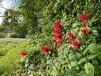 Monarda Jacob Cline
