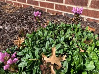 Prunella vulgaris