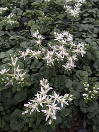 Sedum ternatum