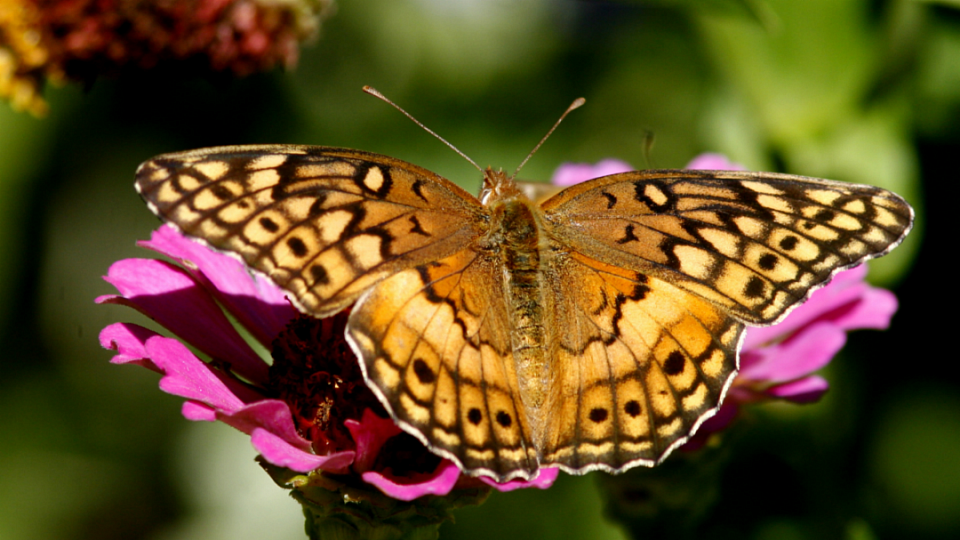 Variegated Fritillary