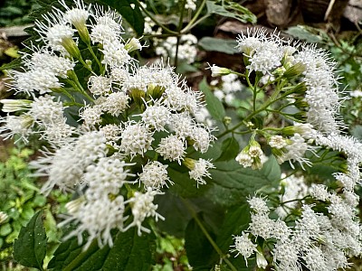 Snakeroot