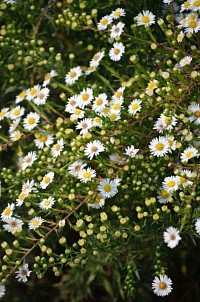 Symphiotrichum pilosum