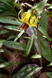 Erythronium americanum