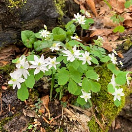 Wood Anemone