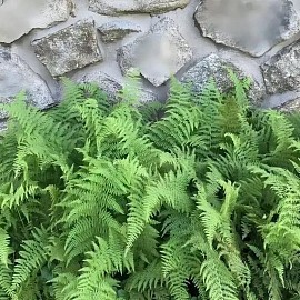 Hay scented fern